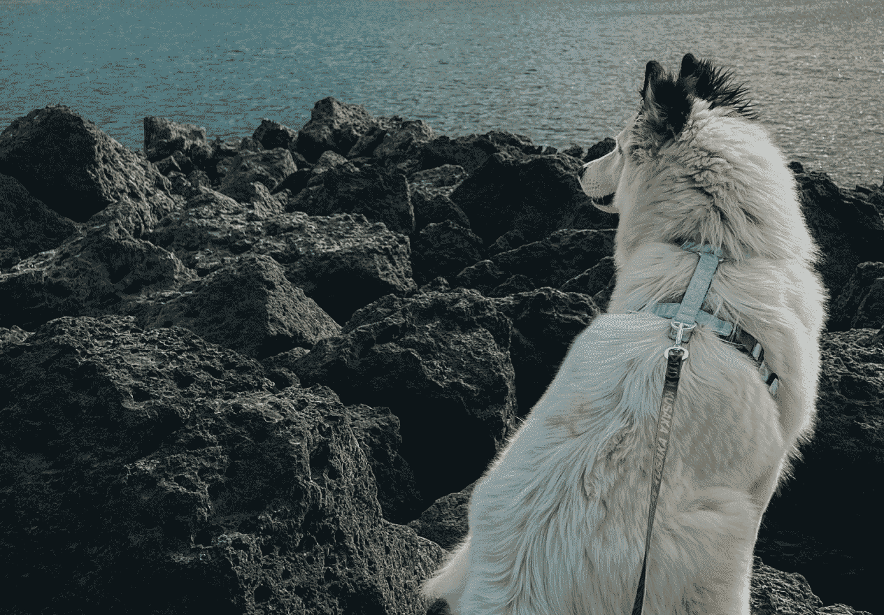 Графический блок "KUSAKA"