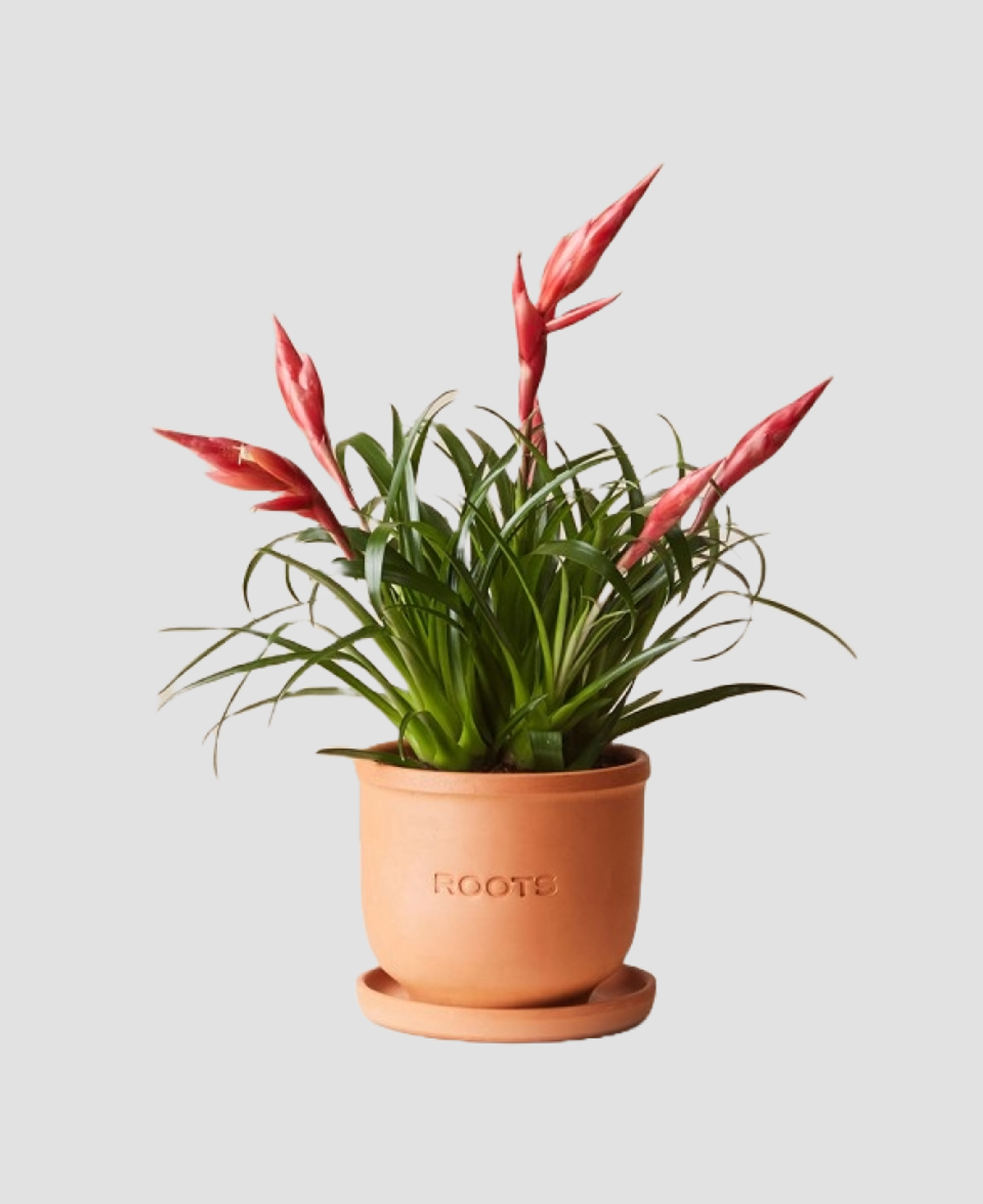 Цветок Roots Store