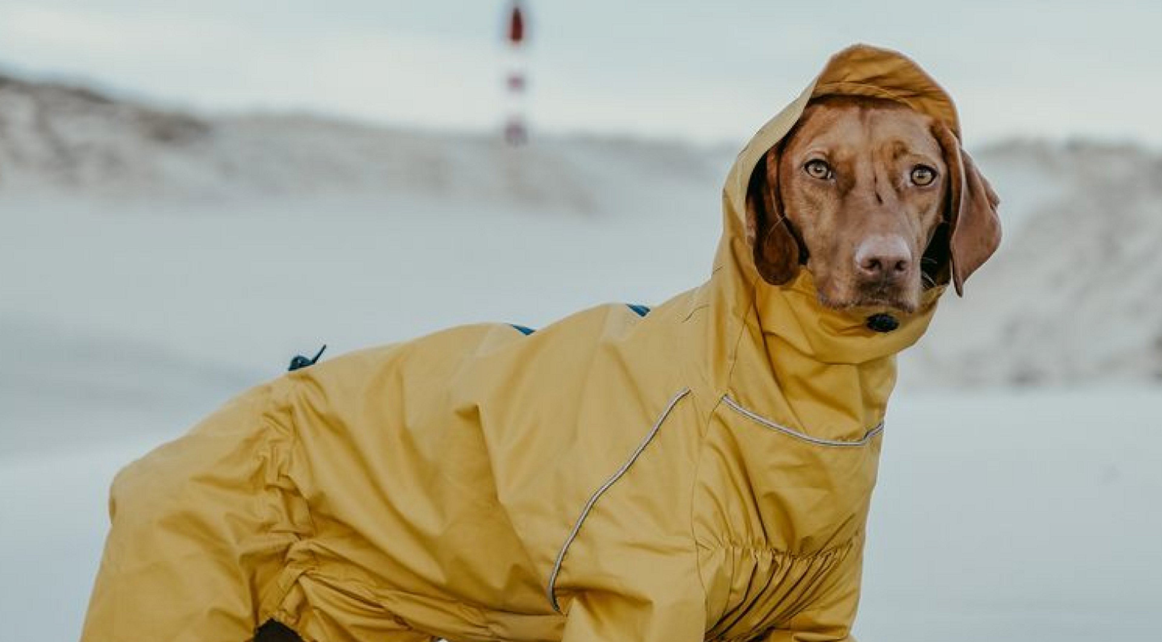 Зимняя одежда для собак: самые красивые свитеры, куртки и ботинки